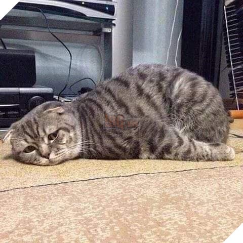 Bộ sưu tấp hình ảnh vui nhộn của những chú mèo khiến bạn phải cười mãi không thôi 25