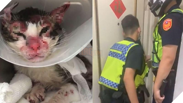 Đôi trai gái cãi nhau - bạn trai liền hành hạ mèo cho bỏ tức khiến cảnh sát Lô Châu phải dùng xẻng phá cửa giải cứu