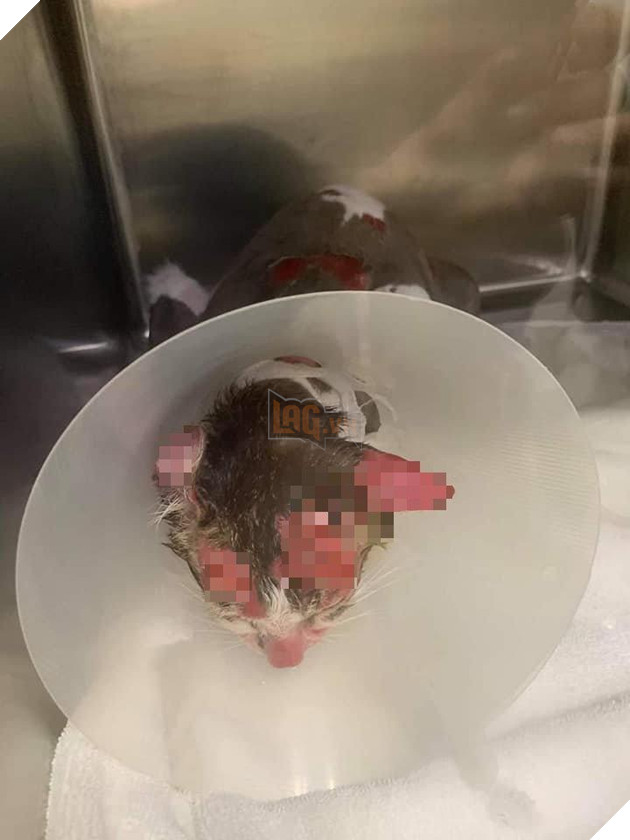 Đôi trai gái cãi nhau - bạn trai liền hành hạ mèo cho bỏ tức khiến cảnh sát Lô Châu phải dùng xẻng phá cửa giải cứu 2