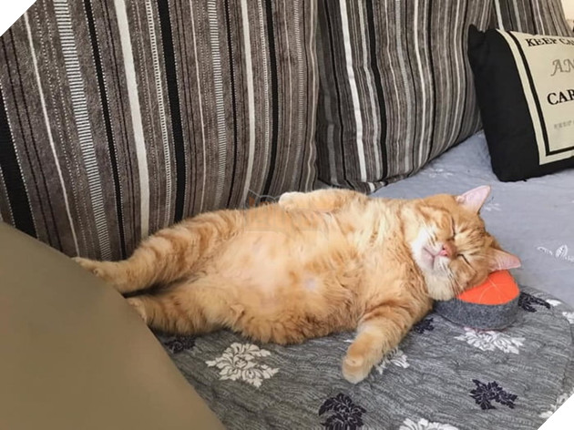 Gặp gỡ Xiang - Chiếc mèo mập với khuôn mặt luôn mệt mỏi với cuộc sống  4