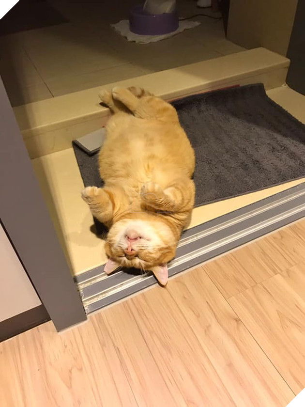 Gặp gỡ Xiang - Chiếc mèo mập với khuôn mặt luôn mệt mỏi với cuộc sống  5