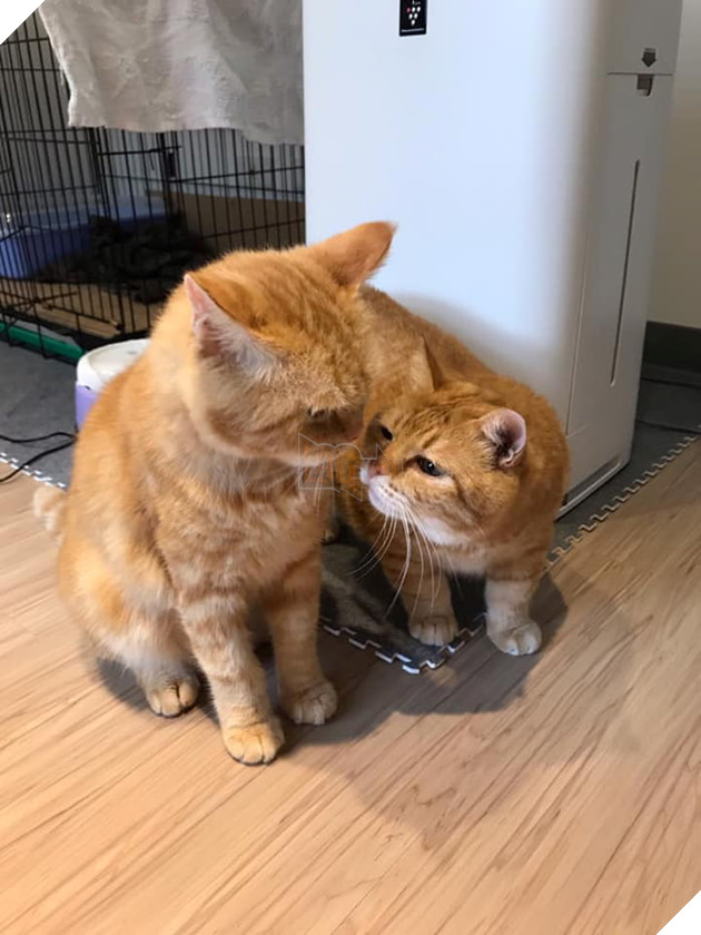 Gặp gỡ Xiang - Chiếc mèo mập với khuôn mặt luôn mệt mỏi với cuộc sống  3