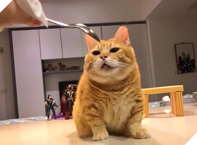 Gặp gỡ Xiang - Chiếc mèo mập với khuôn mặt luôn mệt mỏi với cuộc sống  8