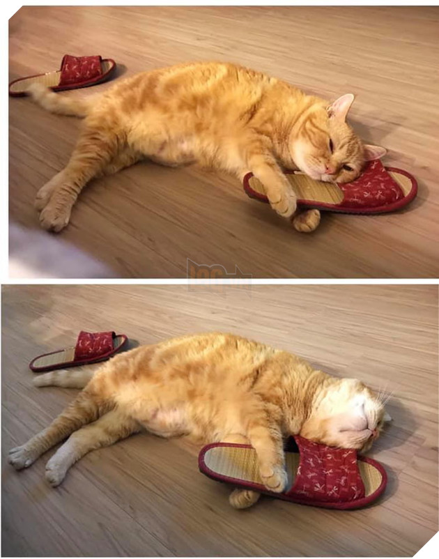 Gặp gỡ Xiang - Chiếc mèo mập với khuôn mặt luôn mệt mỏi với cuộc sống  9