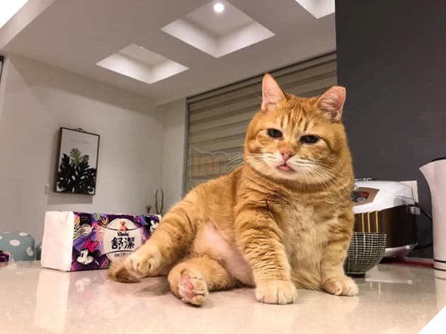 Gặp gỡ Xiang - Chiếc mèo mập với khuôn mặt luôn mệt mỏi với cuộc sống  10
