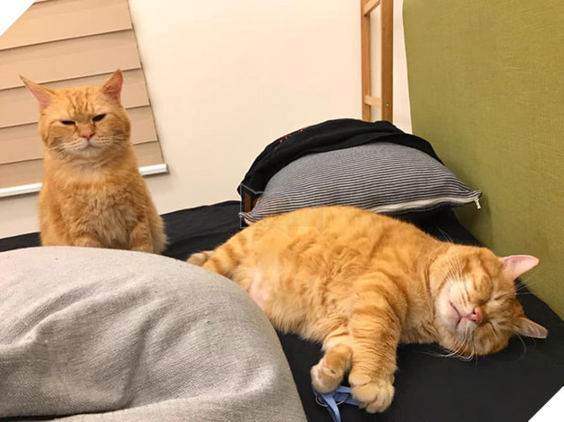 Gặp gỡ Xiang - Chiếc mèo mập với khuôn mặt luôn mệt mỏi với cuộc sống  11