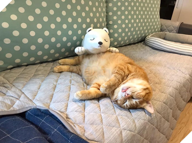 Gặp gỡ Xiang - Chiếc mèo mập với khuôn mặt luôn mệt mỏi với cuộc sống  6