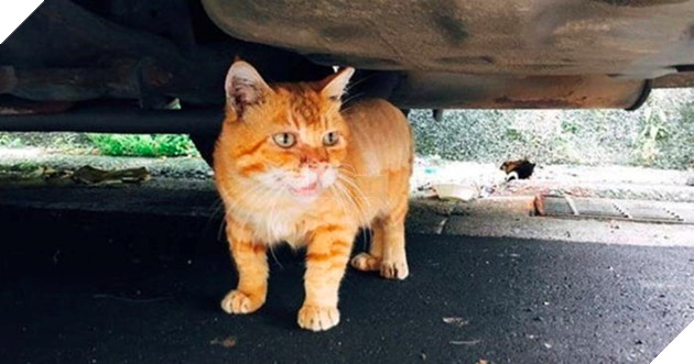 Gặp gỡ Xiang - Chiếc mèo mập với khuôn mặt luôn mệt mỏi với cuộc sống 