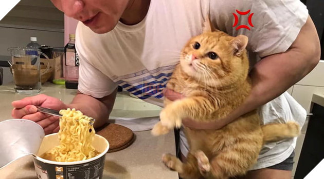 Gặp gỡ Xiang - Chiếc mèo mập với khuôn mặt luôn mệt mỏi với cuộc sống  12