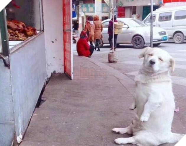  
Cu cậu ra vẻ đáng thương để được anh chủ mua gà. (Ảnh: Sohu)