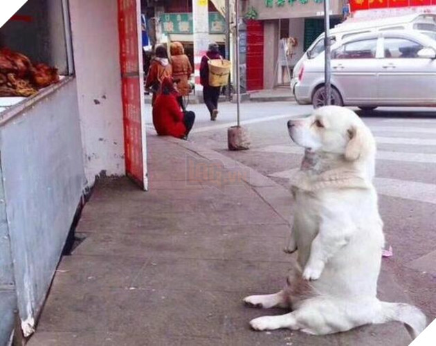  
Bánh Bao ngồi chờ trực đùi gà quay. (Ảnh: Sohu)
