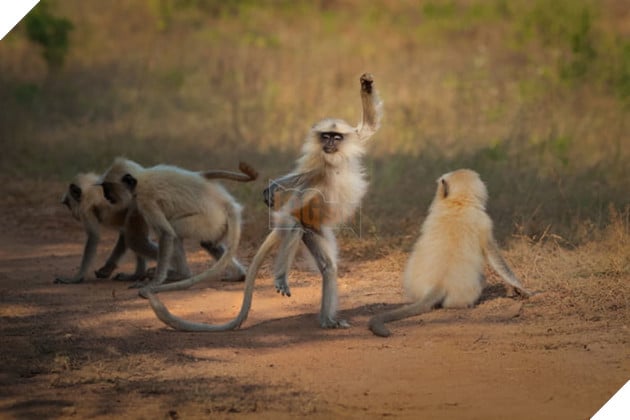 Tổng hợp những hình ảnh các bé động vật hoang dã nhưng lại có cảm xúc vô cùng hài hước khiến bạn cười quên sầu