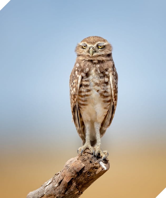 Tổng hợp những hình ảnh các bé động vật hoang dã nhưng lại có cảm xúc vô cùng hài hước khiến bạn cười quên sầu 2