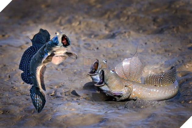 Tổng hợp những hình ảnh các bé động vật hoang dã nhưng lại có cảm xúc vô cùng hài hước khiến bạn cười quên sầu 3