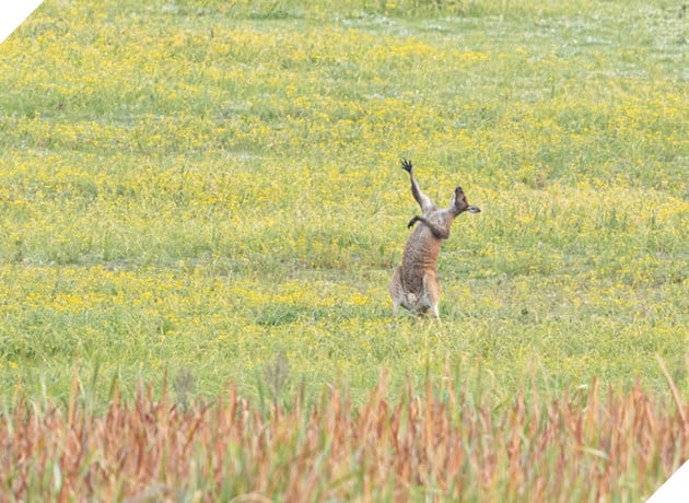 Tổng hợp những hình ảnh các bé động vật hoang dã nhưng lại có cảm xúc vô cùng hài hước khiến bạn cười quên sầu 4