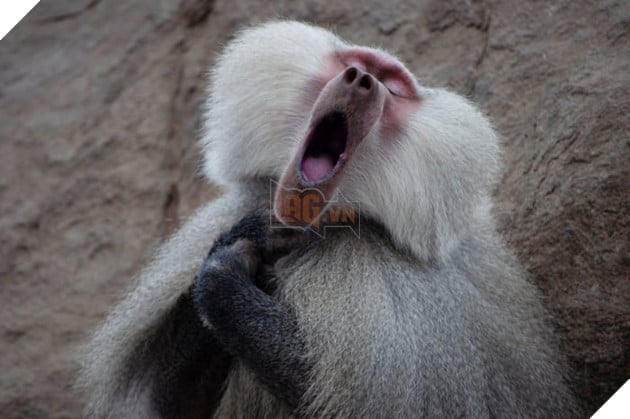 Tổng hợp những hình ảnh các bé động vật hoang dã nhưng lại có cảm xúc vô cùng hài hước khiến bạn cười quên sầu 5