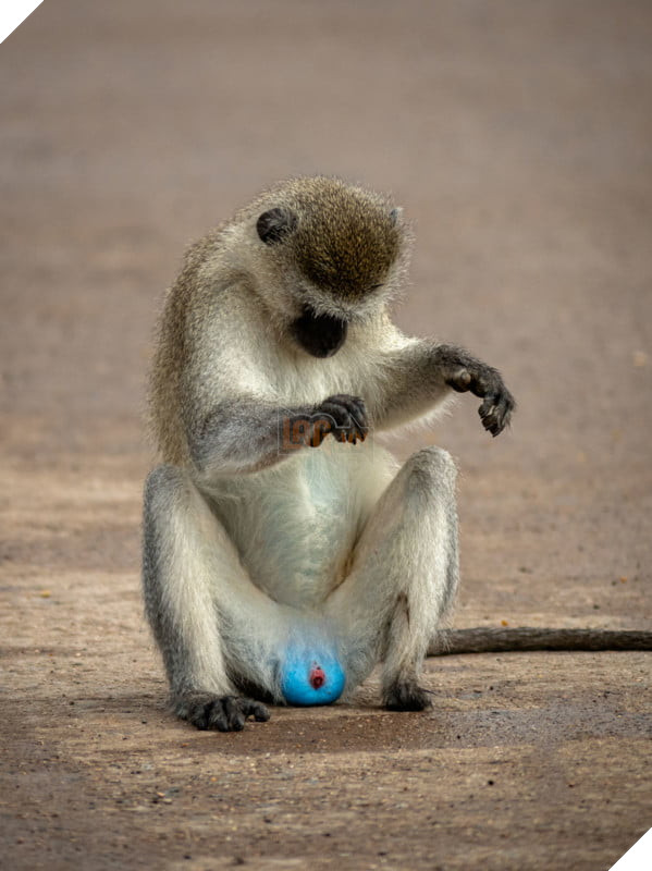 Tổng hợp những hình ảnh các bé động vật hoang dã nhưng lại có cảm xúc vô cùng hài hước khiến bạn cười quên sầu 6