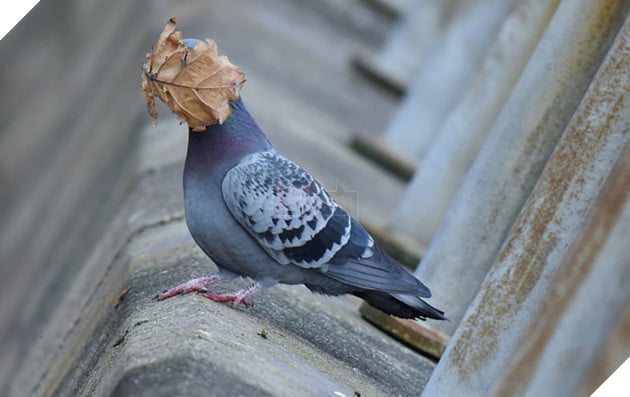 Tổng hợp những hình ảnh các bé động vật hoang dã nhưng lại có cảm xúc vô cùng hài hước khiến bạn cười quên sầu 8