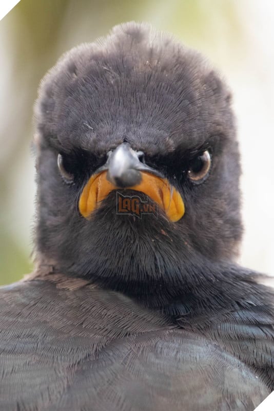 Tổng hợp những hình ảnh các bé động vật hoang dã nhưng lại có cảm xúc vô cùng hài hước khiến bạn cười quên sầu 7