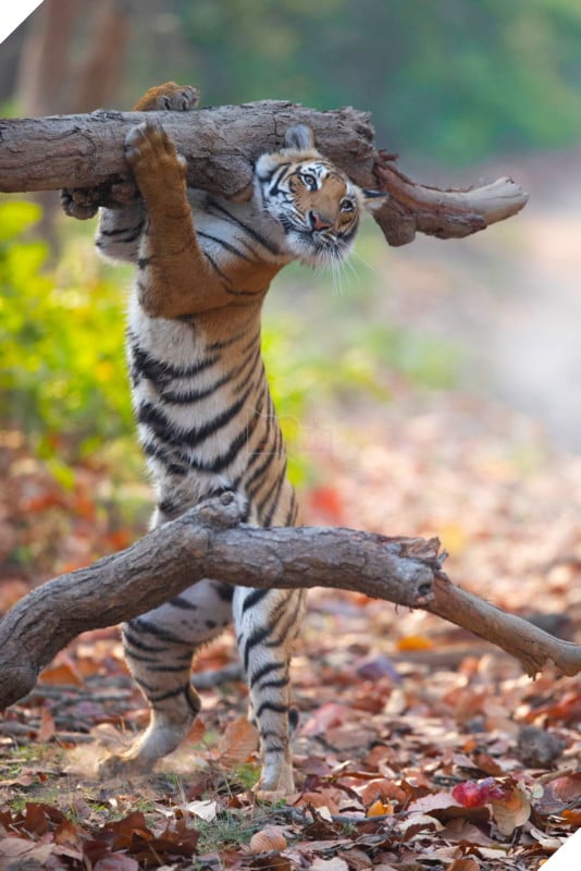 Tổng hợp những hình ảnh các bé động vật hoang dã nhưng lại có cảm xúc vô cùng hài hước khiến bạn cười quên sầu 11