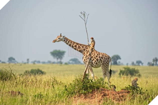 Tổng hợp những hình ảnh các bé động vật hoang dã nhưng lại có cảm xúc vô cùng hài hước khiến bạn cười quên sầu 12