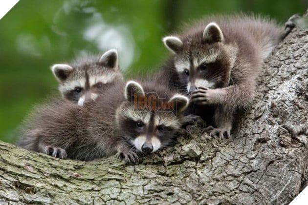 Tổng hợp những hình ảnh các bé động vật hoang dã nhưng lại có cảm xúc vô cùng hài hước khiến bạn cười quên sầu 13