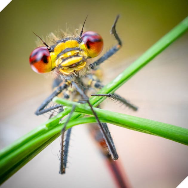 Tổng hợp những hình ảnh các bé động vật hoang dã nhưng lại có cảm xúc vô cùng hài hước khiến bạn cười quên sầu 17