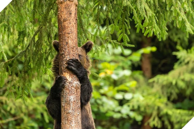 Tổng hợp những hình ảnh các bé động vật hoang dã nhưng lại có cảm xúc vô cùng hài hước khiến bạn cười quên sầu 18