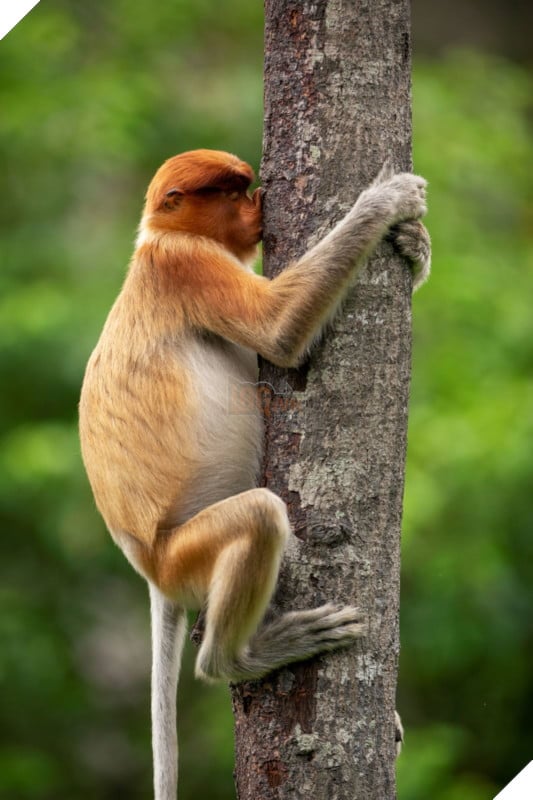 Tổng hợp những hình ảnh các bé động vật hoang dã nhưng lại có cảm xúc vô cùng hài hước khiến bạn cười quên sầu 20