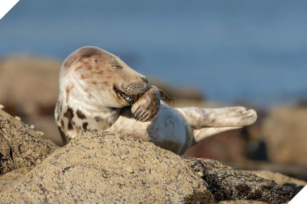Tổng hợp những hình ảnh các bé động vật hoang dã nhưng lại có cảm xúc vô cùng hài hước khiến bạn cười quên sầu 10
