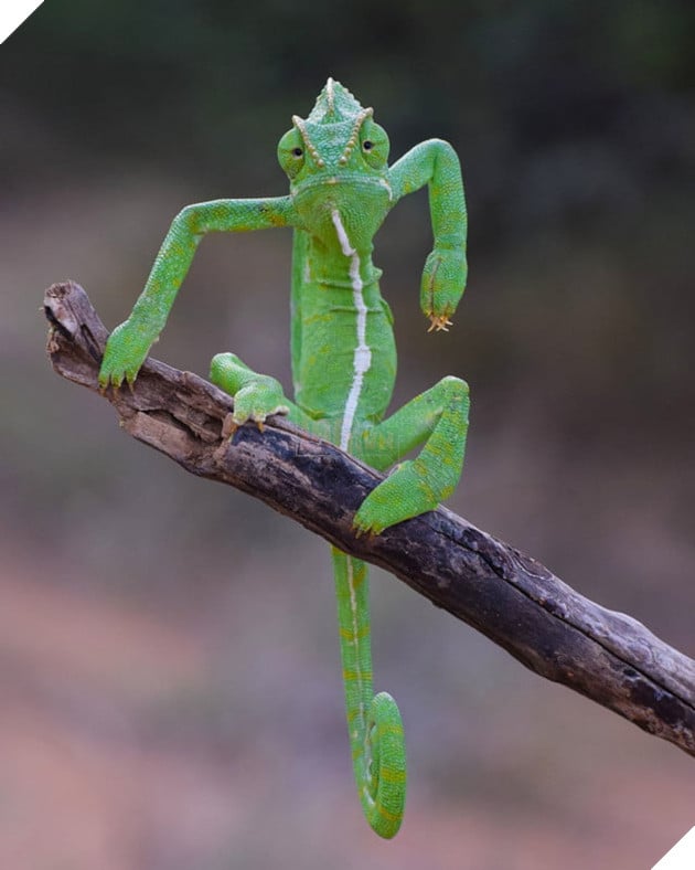 Tổng hợp những hình ảnh các bé động vật hoang dã nhưng lại có cảm xúc vô cùng hài hước khiến bạn cười quên sầu 14