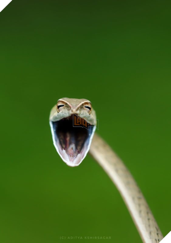 Tổng hợp những hình ảnh các bé động vật hoang dã nhưng lại có cảm xúc vô cùng hài hước khiến bạn cười quên sầu 15