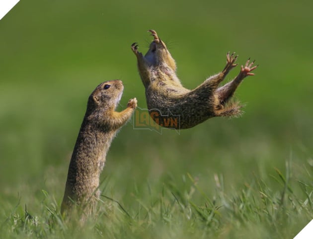 Tổng hợp những hình ảnh các bé động vật hoang dã nhưng lại có cảm xúc vô cùng hài hước khiến bạn cười quên sầu 16