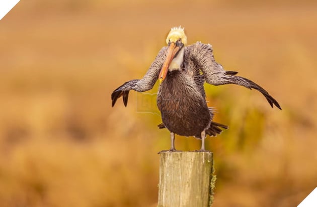 Tổng hợp những hình ảnh các bé động vật hoang dã nhưng lại có cảm xúc vô cùng hài hước khiến bạn cười quên sầu 19