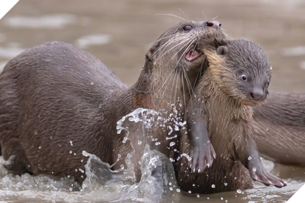 Tổng hợp những hình ảnh các bé động vật hoang dã nhưng lại có cảm xúc vô cùng hài hước khiến bạn cười quên sầu 22