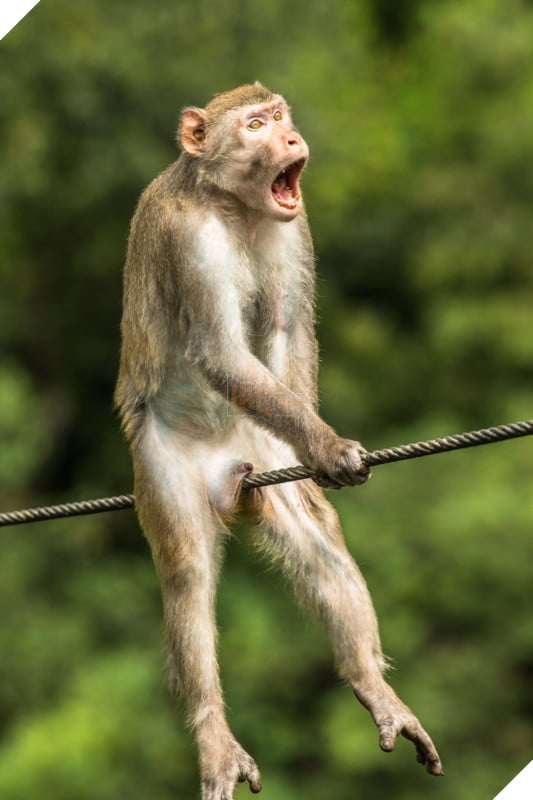 Tổng hợp những hình ảnh các bé động vật hoang dã nhưng lại có cảm xúc vô cùng hài hước khiến bạn cười quên sầu 23