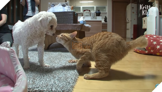 Bé mèo hoang bị liệt 2 chân kết thân với chú chó mất 1 tai trở thành gia đình hạnh phúc nhất quả đất 6