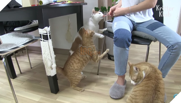 Bé mèo hoang bị liệt 2 chân kết thân với chú chó mất 1 tai trở thành gia đình hạnh phúc nhất quả đất 5