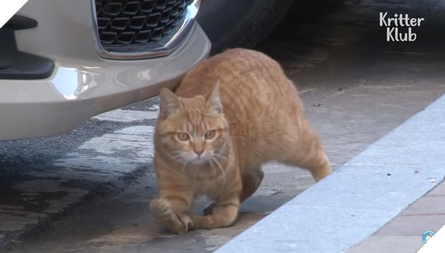 Bé mèo hoang bị liệt 2 chân kết thân với chú chó mất 1 tai trở thành gia đình hạnh phúc nhất quả đất