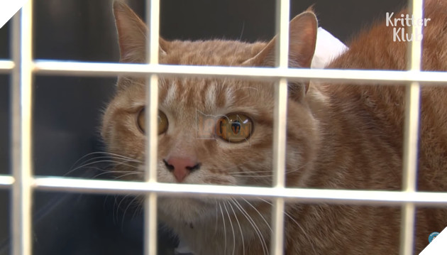 Bé mèo hoang bị liệt 2 chân kết thân với chú chó mất 1 tai trở thành gia đình hạnh phúc nhất quả đất 4