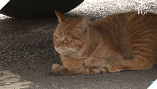 Bé mèo hoang bị liệt 2 chân kết thân với chú chó mất 1 tai trở thành gia đình hạnh phúc nhất quả đất 2