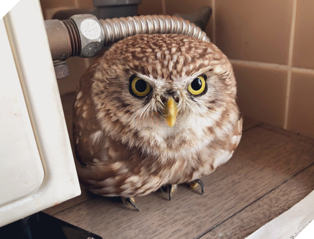 Trời nóng như lửa đốt, Con cú nhỏ ngồi trong góc nhà để giải nhiệt. Cả người bổng phồng lên cực dễ thương vì quá nóng