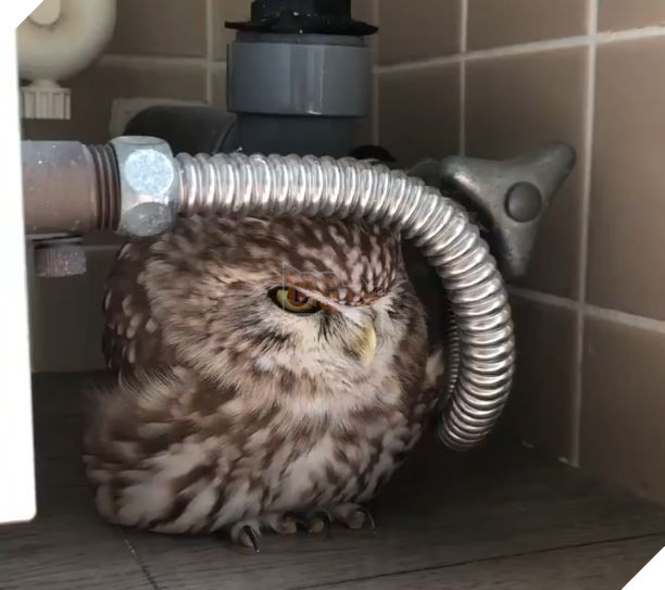 Trời nóng như lửa đốt, Con cú nhỏ ngồi trong góc nhà để giải nhiệt. Cả người bổng phồng lên cực dễ thương vì quá nóng 2