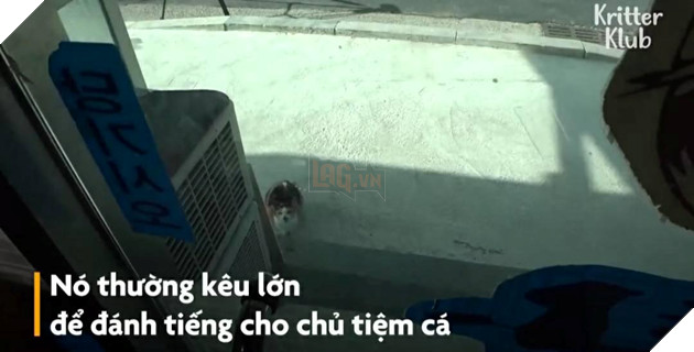 Cảm động Mèo mẹ đi xin ăn cho đàn con mỗi ngày  2