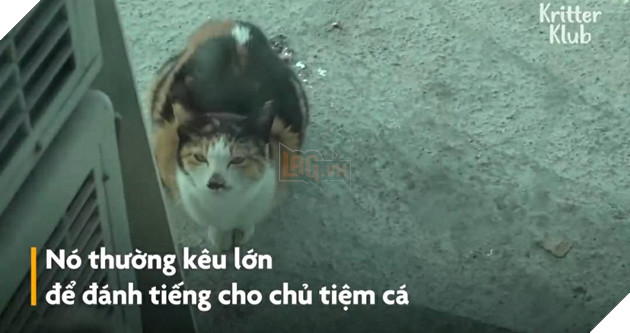 Cảm động Mèo mẹ đi xin ăn cho đàn con mỗi ngày  3