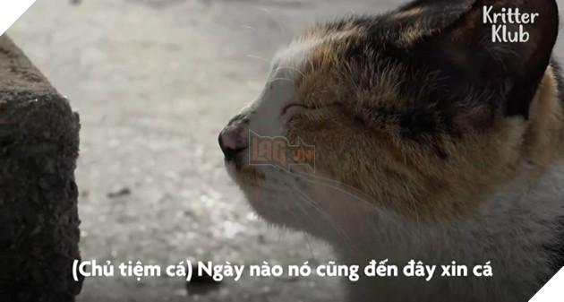 Cảm động Mèo mẹ đi xin ăn cho đàn con mỗi ngày 