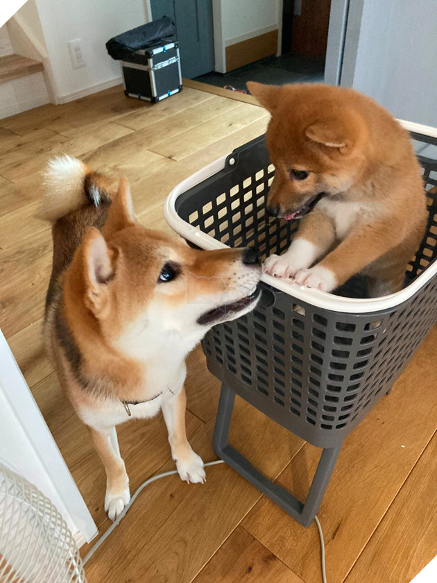 Bất ngờ phát hiện 1 chiếc Shiba độ phân giải thấp khiến cộng đồng mạng cười mãi không thôi