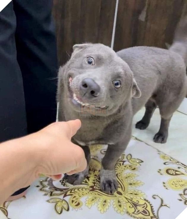 Idol Nguyễn Văn Dúi - Ngày nào còn thơ với khuôn mặt gợi đòn nay đã là bố của tụi nhỏ 15