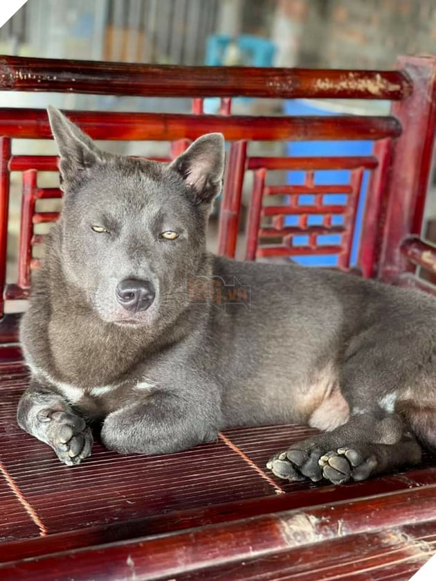 Idol Nguyễn Văn Dúi - Ngày nào còn thơ với khuôn mặt gợi đòn nay đã là bố của tụi nhỏ 10