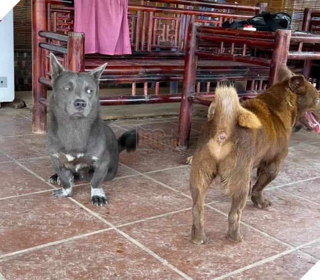 Idol Nguyễn Văn Dúi - Ngày nào còn thơ với khuôn mặt gợi đòn nay đã là bố của tụi nhỏ 9